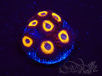 WYSIWYG - Zoanthus Johnny's Pumpkin Seed 2Q5