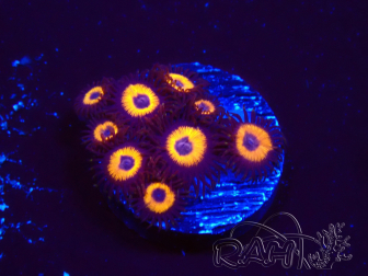 WYSIWYG - Zoanthus Johnny's Pumpkin Seed 2Q7