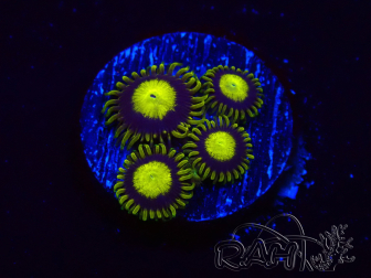 WYSIWYG - Zoanthus King Midas 2S7