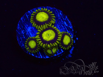 WYSIWYG - Zoanthus King Midas 2S8