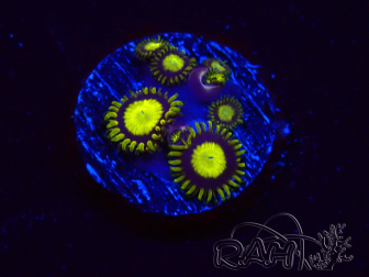 WYSIWYG - Zoanthus King Midas 2S9