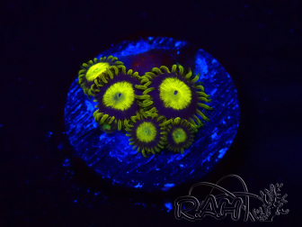 WYSIWYG - Zoanthus King Midas 2S11