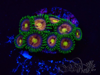 WYSIWYG - Zoanthus Laser Lemon 2T9
