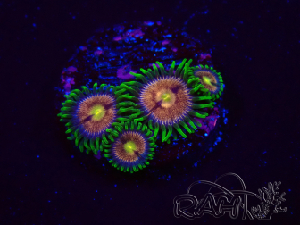 WYSIWYG - Zoanthus Laser Lemon 2T10