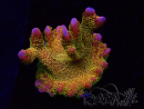 WYSIWYG - RAH Montipora Silly Salmon