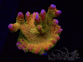 WYSIWYG - RAH Montipora Silly Salmon