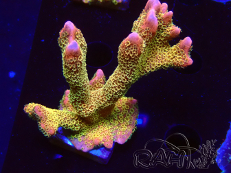 WYSIWYG - RAH Montipora Silly Salmon