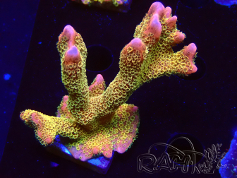 WYSIWYG - RAH Montipora Silly Salmon 5Z3