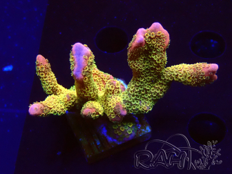 WYSIWYG - RAH Montipora Silly Salmon