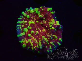 WYSIWYG - RAH Salamander Chalice 23E4