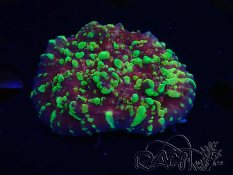WYSIWYG - RAH Salamander Chalice 23E6
