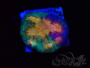 WYSIWYG - RAH Mycedium Paint bleed