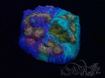 WYSIWYG - RAH Mycedium Paint bleed 23F1