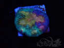 WYSIWYG - RAH Mycedium Paint bleed