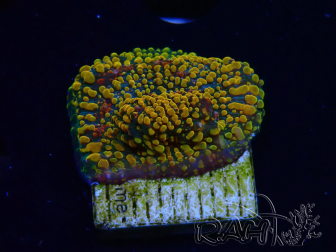 WYSIWYG - CC Cloudberry Chalice 23F8