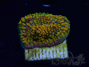 WYSIWYG - CC Cloudberry Chalice 23F8