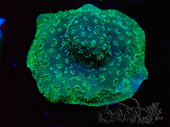WYSIWYG - RAH Pavona maldivensis Green 3C7