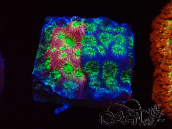 WYSIWYG - JF Favia Dayglo