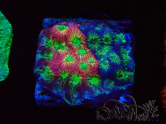 WYSIWYG - JF Favia Dayglo 3E6
