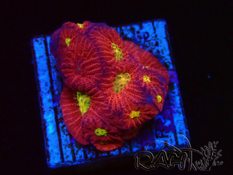 WYSIWYG - RAH Favites Rainbow Skittles 3G9