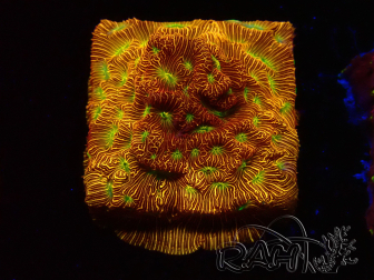 WYSIWYG - JF Leptoseris Jack O Lantern