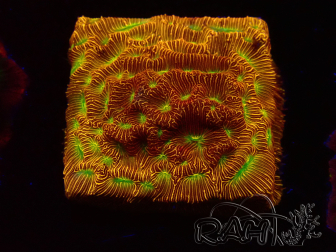 WYSIWYG - JF Leptoseris Jack O Lantern 3J12