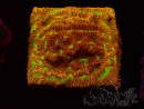 WYSIWYG - JF Leptoseris Jack O Lantern