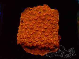 WYSIWYG - BigR Cyphastrea Sunkist