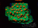 WYSIWYG - WWC Cyphastrea Jingle Bells