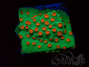 WYSIWYG - WWC Cyphastrea Jingle Bells