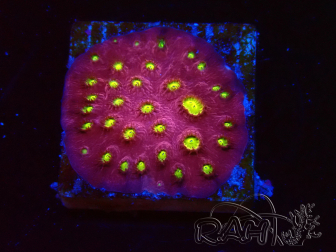 WYSIWYG - CB Cyphastrea Blingbling 3M7