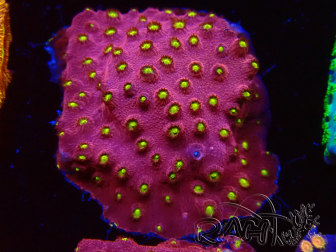 WYSIWYG - CB Cyphastrea Blingbling 3M8