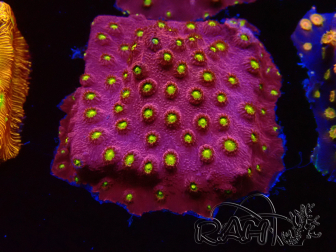 WYSIWYG - CB Cyphastrea Blingbling 3M9