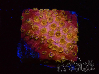 WYSIWYG - WWC Cyphastrea Copper head