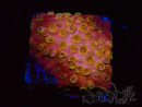 WYSIWYG - WWC Cyphastrea Copper head
