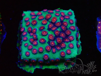 WYSIWYG - Cyphastrea Alien Pox
