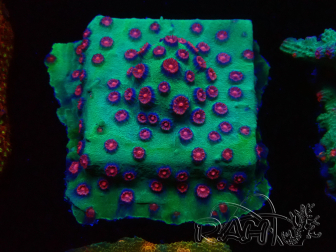 WYSIWYG - Cyphastrea Alien Pox 3N6