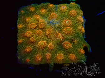 WYSIWYG - Tyree Cyphastrea Red Brick 3N11
