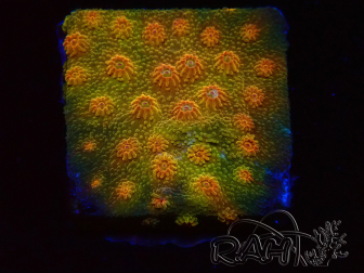 WYSIWYG - Tyree Cyphastrea Red Brick