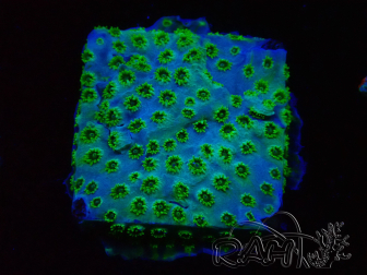WYSIWYG - RAH Cyphastrea Minefiels 3O4