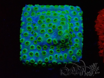 WYSIWYG - RAH Cyphastrea Minefiels