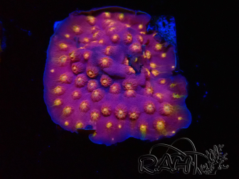 WYSIWYG - WWC Cyphastrea Rainbow Madness