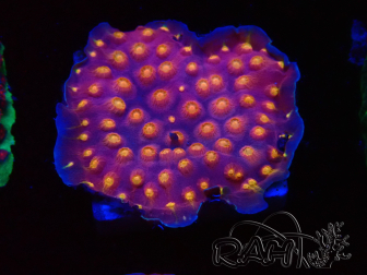 WYSIWYG - WWC Cyphastrea Rainbow Madness