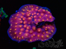 WYSIWYG - WWC Cyphastrea Rainbow Madness