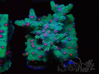 WYSIWYG - RAH Cyphastrea decadia Grün