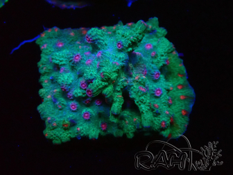 WYSIWYG - RAH Cyphastrea decadia Green 3P8