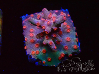 WYSIWYG - RAH Cyphastrea decadia Red 3P10