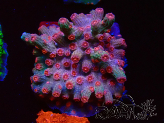 WYSIWYG - RAH Cyphastrea decadia Red 3P9