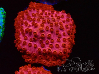WYSIWYG - AK Cyphastrea Candyland 3O11