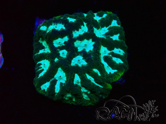 WYSIWYG RAH Favia Luminescent Green 3R11